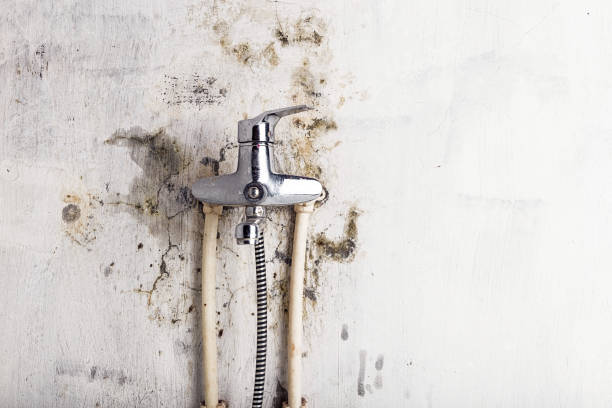 Best Emergency Mold Removal  in Brewster, OH