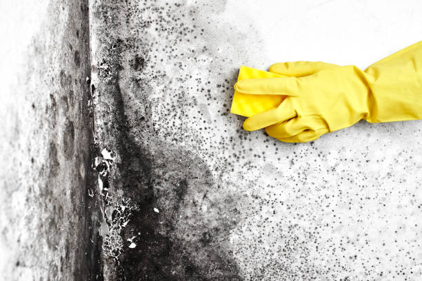 Best Residential Mold Removal  in Brewster, OH