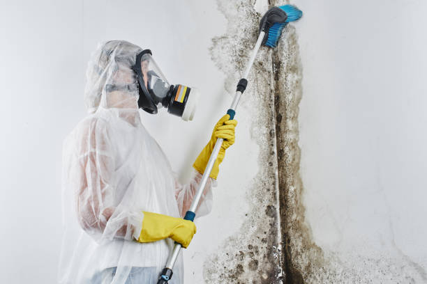 Best Certified Mold Removal  in Brewster, OH