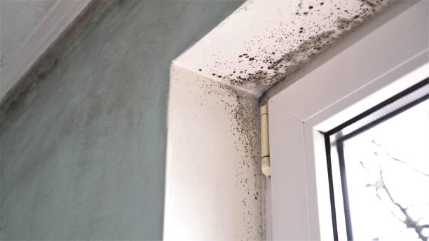 Home Mold Removal in Brewster, OH