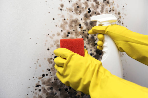 Best Office Mold Removal Services  in Brewster, OH