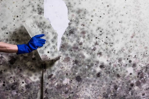 Professional Mold Removal in Brewster, OH
