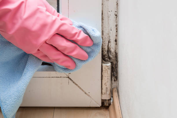 Best Mold Removal Company Near Me  in Brewster, OH